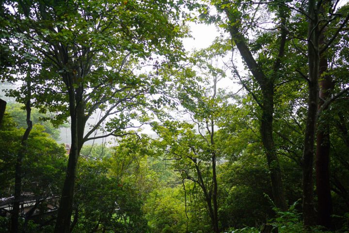自然豊かな周辺の森